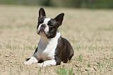 BOSTON TERRIER 245